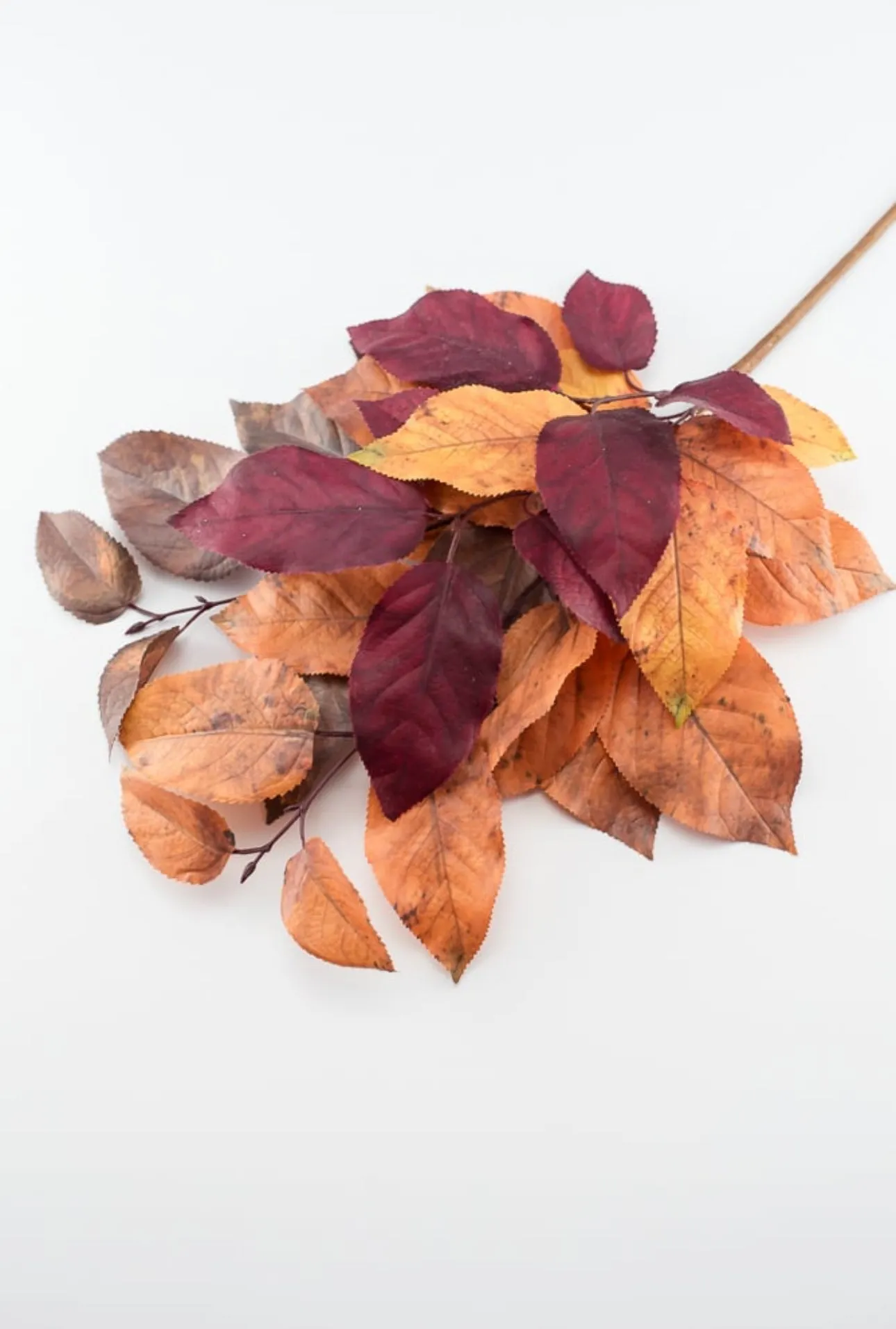 Autumn salal leaves spray - brown plum