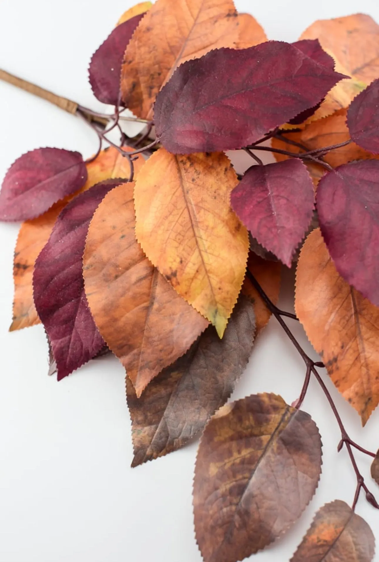 Autumn salal leaves spray - brown plum