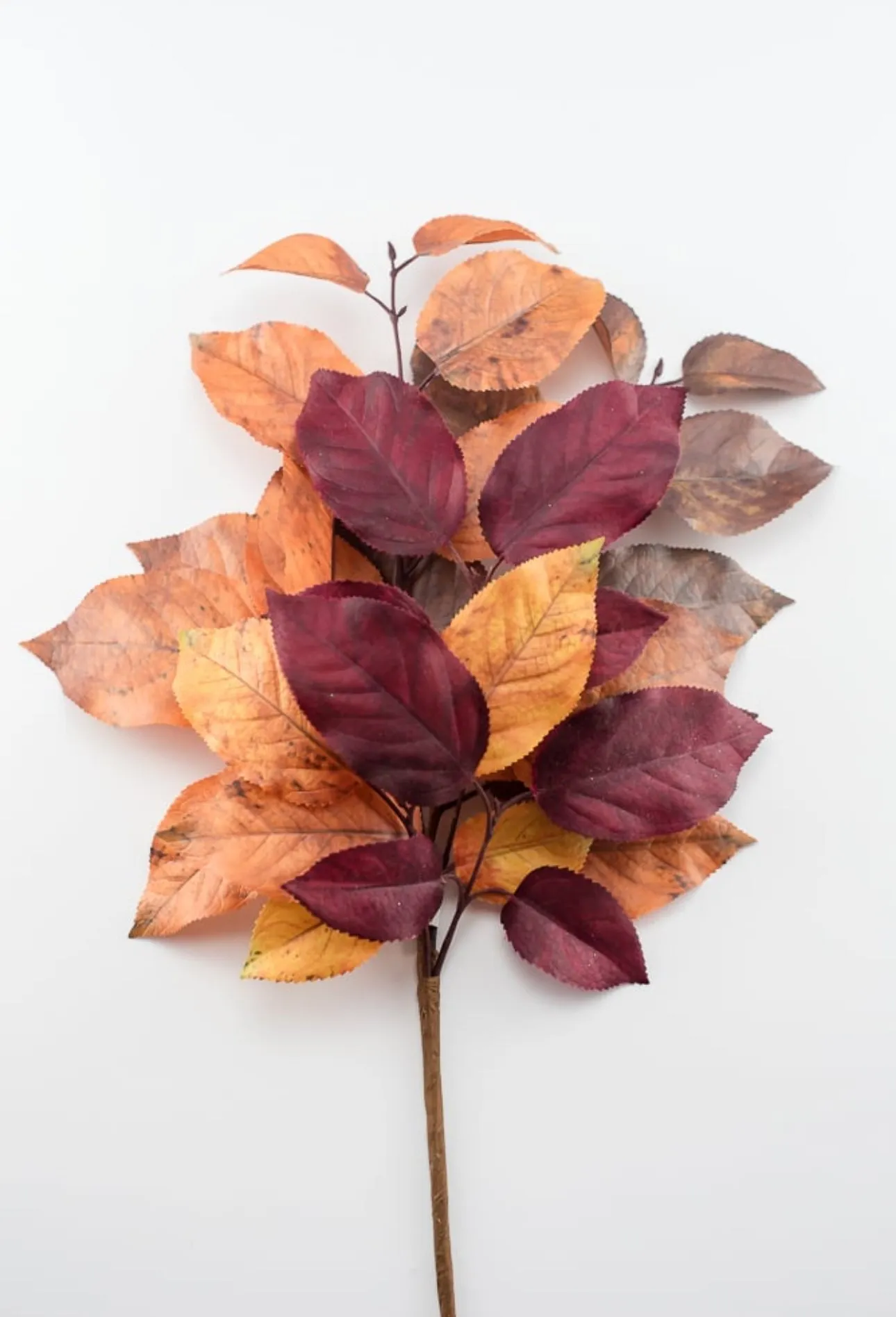 Autumn salal leaves spray - brown plum