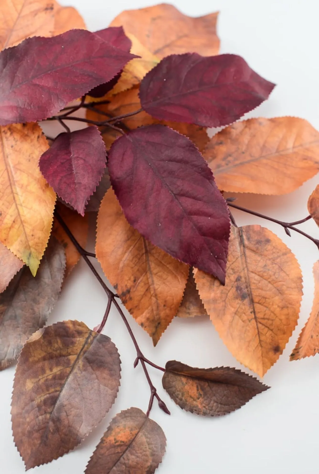 Autumn salal leaves spray - brown plum