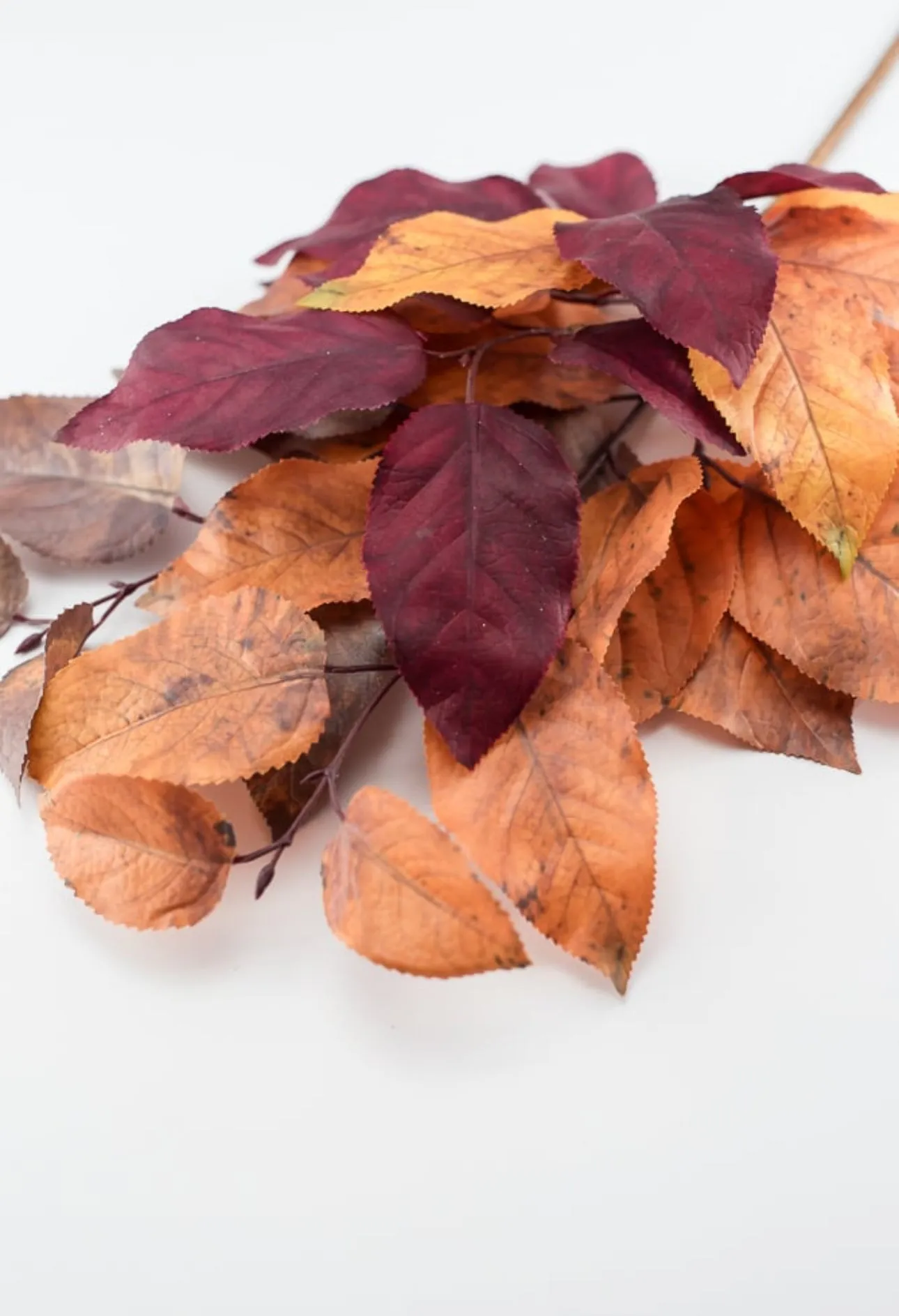 Autumn salal leaves spray - brown plum