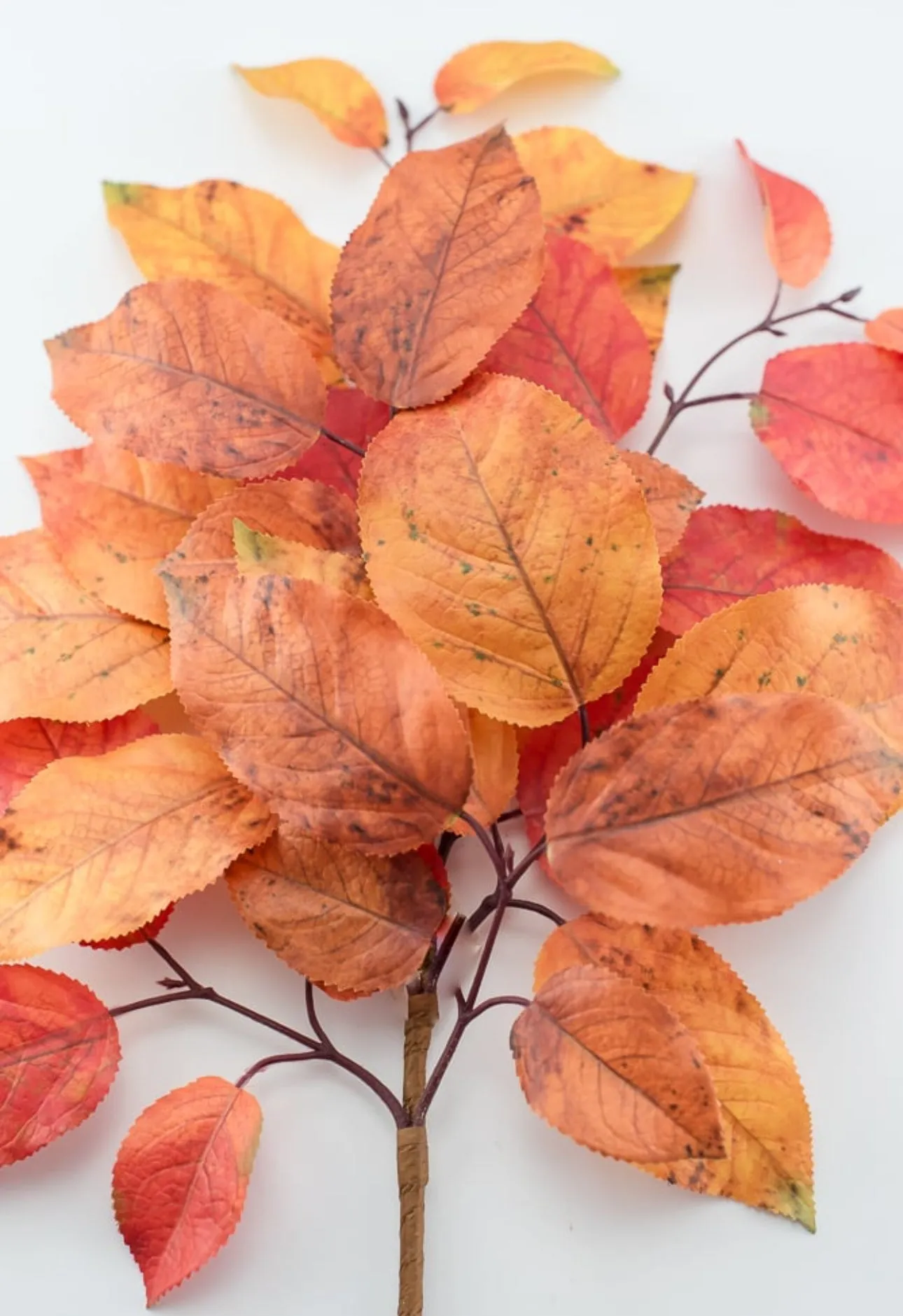Autumn salal leaves spray - rust orange