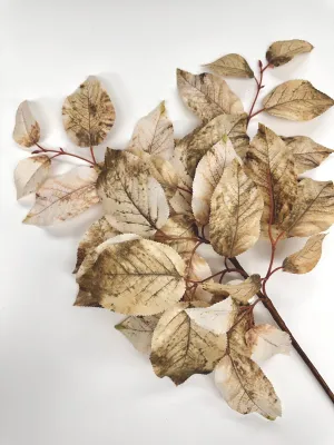 Brown mix salal leaves spray