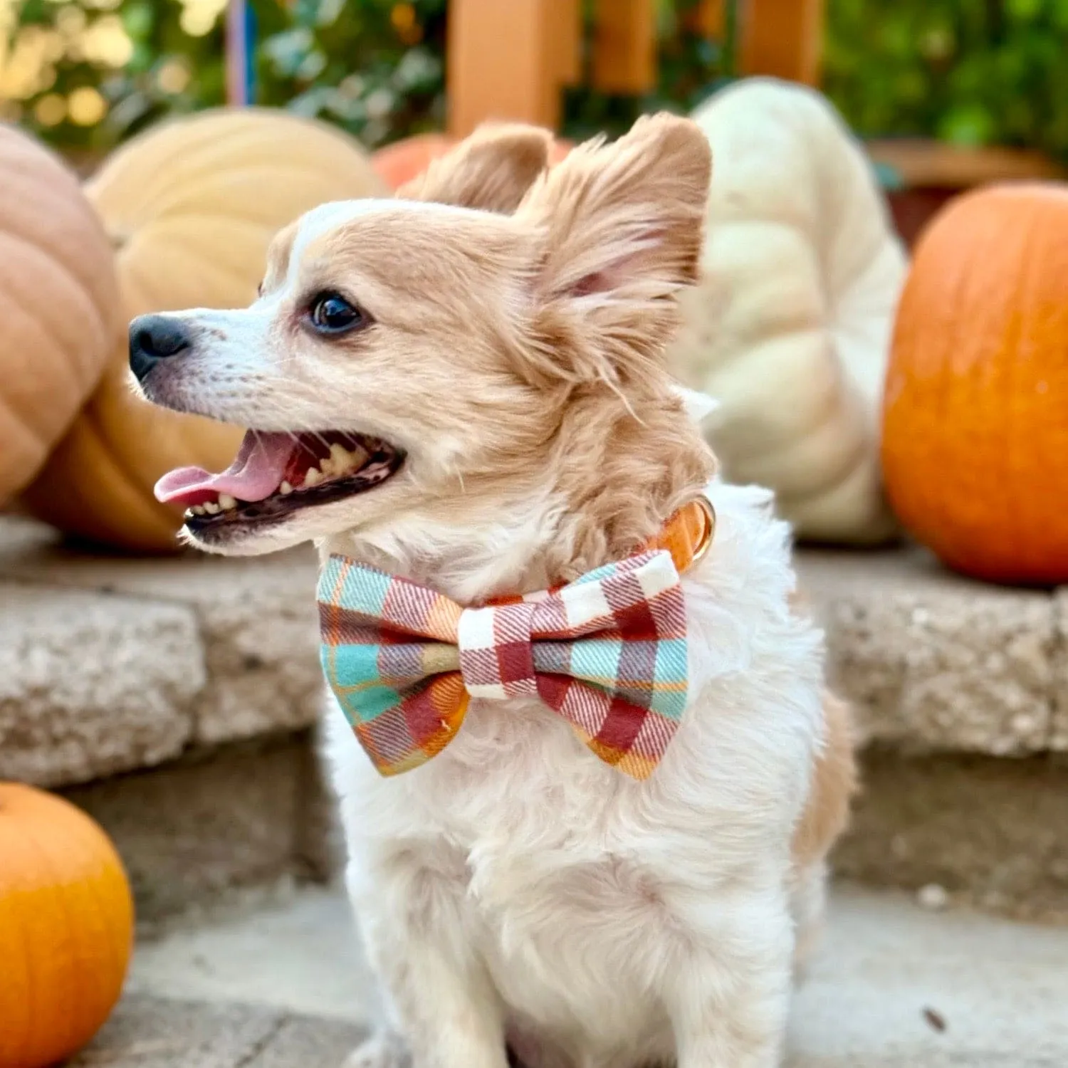 Sage Windowpane Pet Bowtie